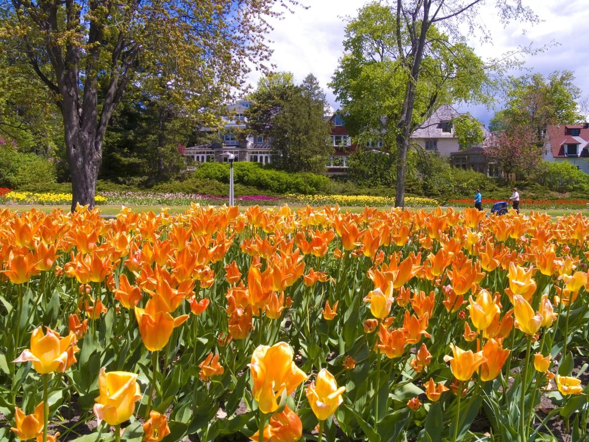 The Canadian Tulip Festival: Celebrate spring!